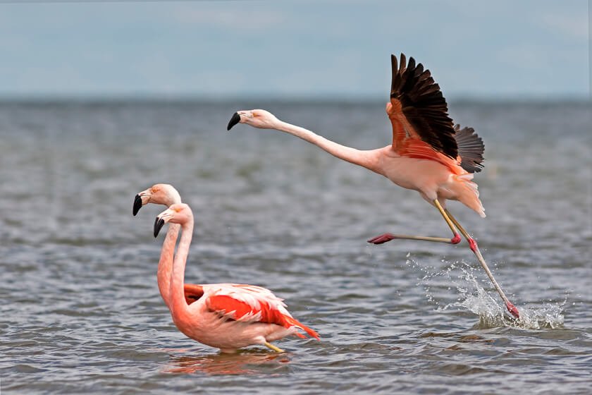 Flamingo Berets